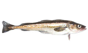 Alaska-Pollock
