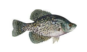 Black-Crappie