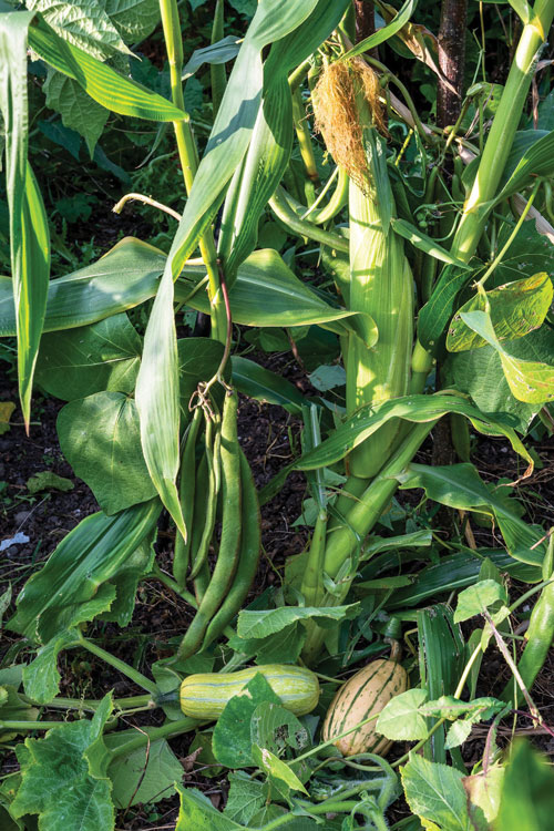 corn