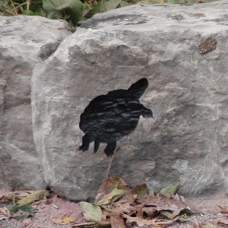 _Yändia’wich – Turtle